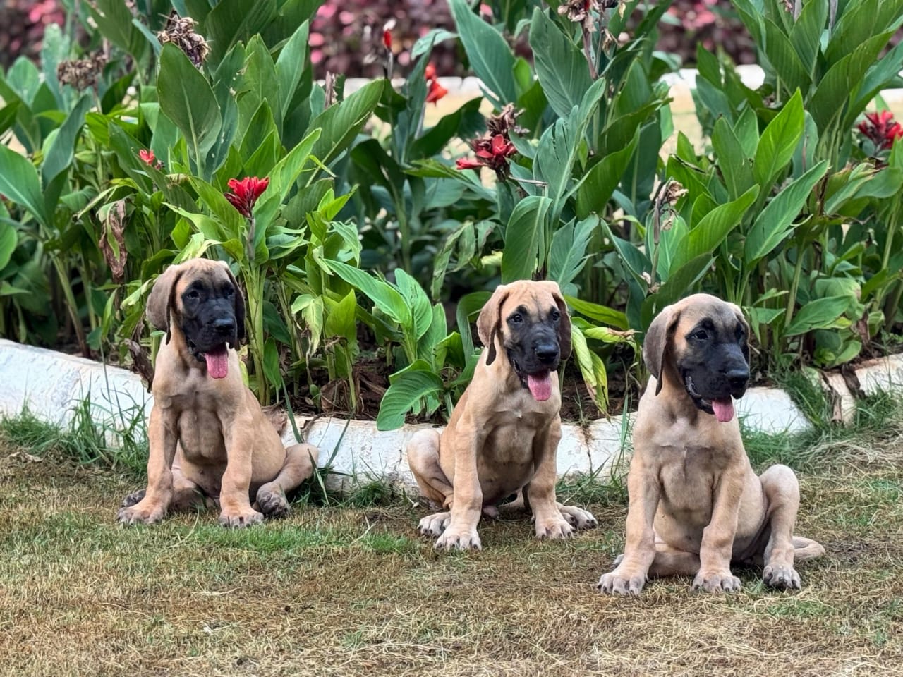 Great Dane